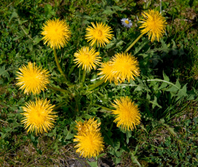 Dandelion plant in the wild