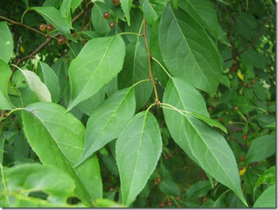 Wild Apple tree leaves are oval, spear-shaped with smooth or finely serrated edges
