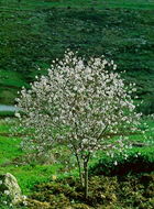 An almond tree