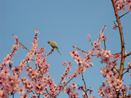 A bitter almond tree