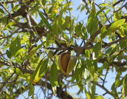 Almond nut on a almond tree branch