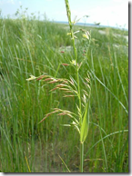 Wild Rice growing in the wild