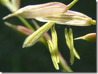 Close up of Wild Rice seed