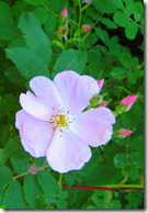 Wild Rose flowers typically have five petals