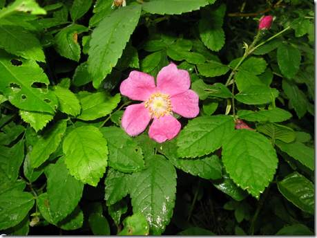 Wild Rose plant with spear-shaped leaves