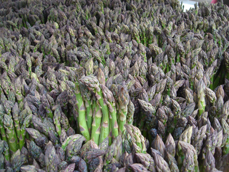 Close-up of Asparagus stalks