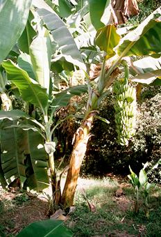 Cultivated banana tree plant