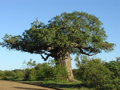 Old Baobab tree