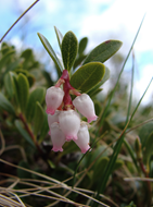 Bearberry pink flowers