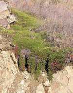 Bearberry plant grouping in the wild