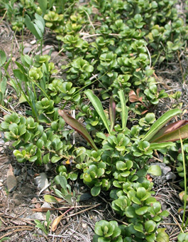 Bearberry plant