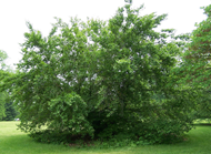 Beech tree
