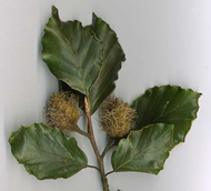 Beech tree leaves and burrs