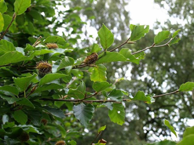 Beech tree branch with visible burrs