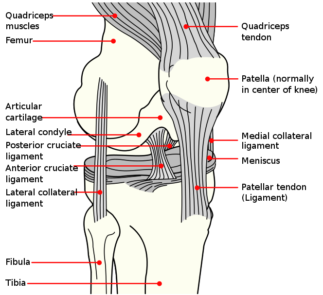 How to treat sprains and damage to tendons and ligaments. 1 image thumb225