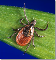 Ticks have eight legs