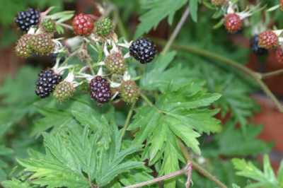 Blackberry plant growing in the wild