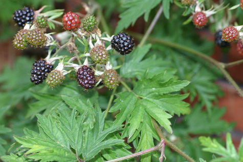 Blackberry plant growing in the wild