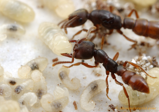 Adetomyrma or Dracula Ant sucking the insect blood out of larvae