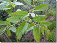 Chestnut leaves