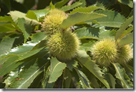 Chestnut protective sheath around seeds