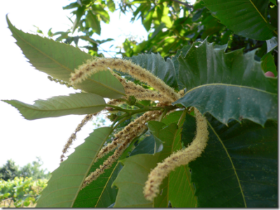 Chestnut catkins