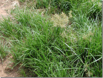 Chufa plant in the wild