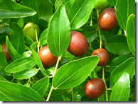 Common jujube fruit