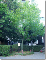 Common jujube tree