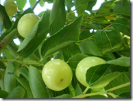 Common jujube unripe fruit (green)