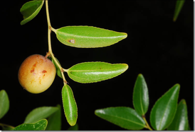 Common jujube leaf stem and single fruit