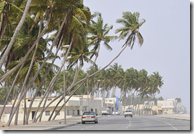Coconut trees growing alongside beach