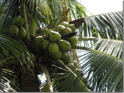 Bunch of coconuts in a Coconut tree