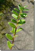 Cranberry stem and leaves