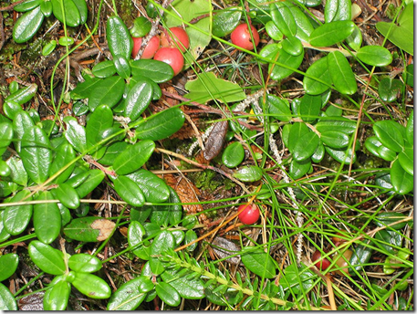 Cranberry groundcover