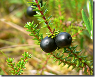 Crowberry berries on stem