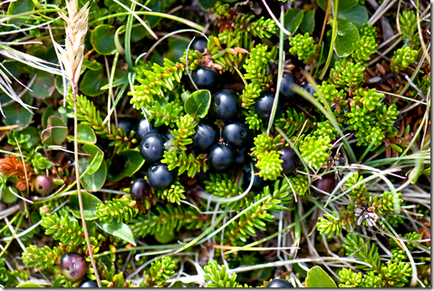 Crowberry berries in ground cluster