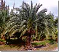 Date palm 