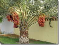 Date palm with heavy bunch of seeds