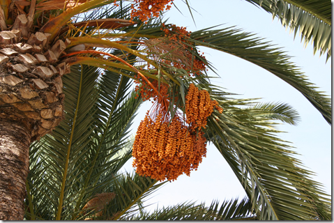 Date palm seeds