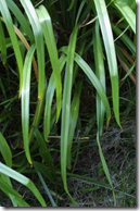 Daylily leaves