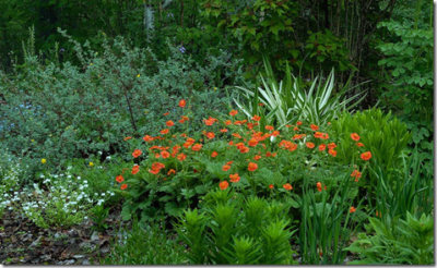 Grouping of Daylily flowers