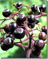 Elderberry berries