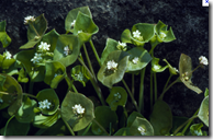 Miner’s Lettuce