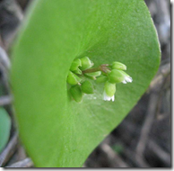 Distinctive Miner’s Lettuce circular leaf
