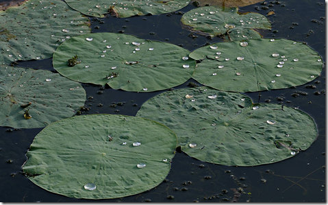 Several Lotus leaves floating on a pond