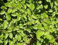 Rubus plant leaves