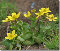 Marsh marigold plant with yellow flowers