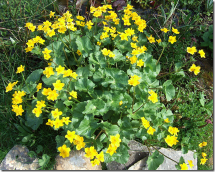 Marsh marigold plant