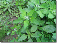 Orach or Mountain Spinach